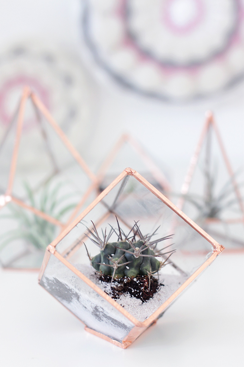 Glass Terrariums