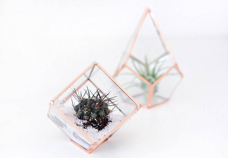 Glass Terrariums with plant and air plant